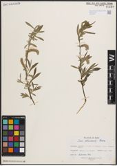 Foto von Salix elbursensis Boiss.